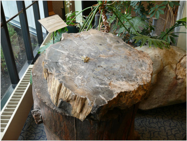 Petrified wood from Princeton, B.C