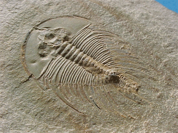 Trilobite