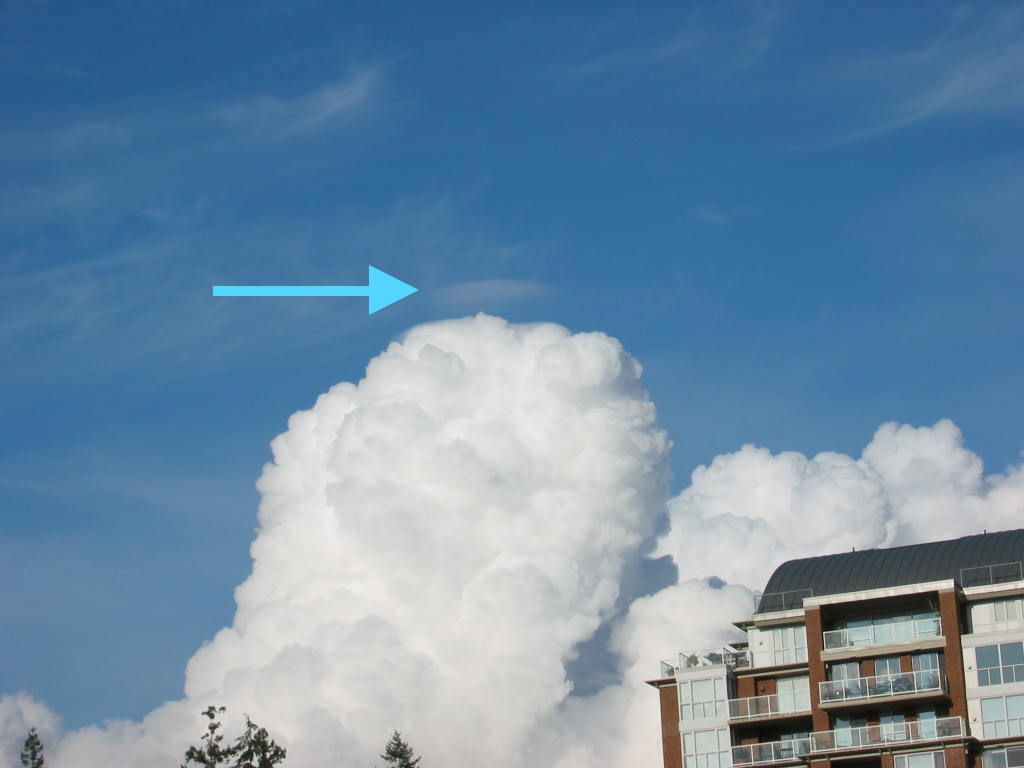 pileus 1