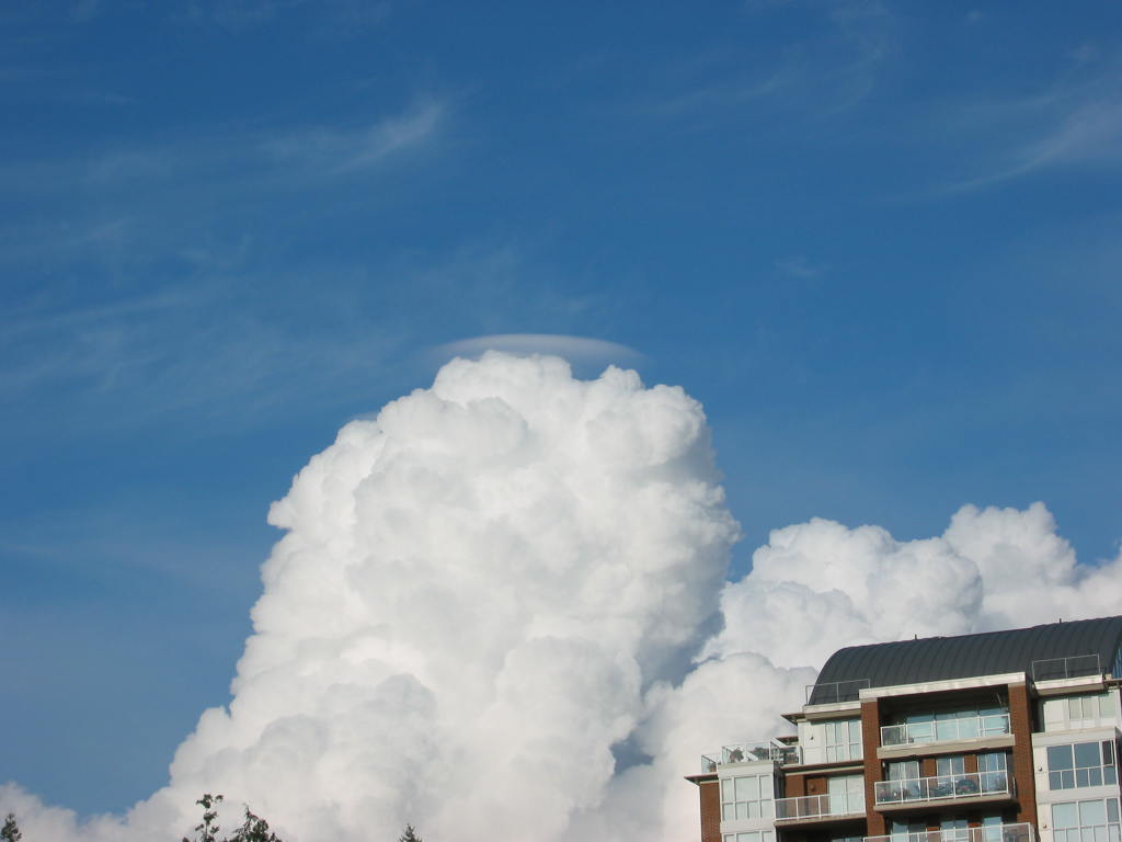 pileus 3