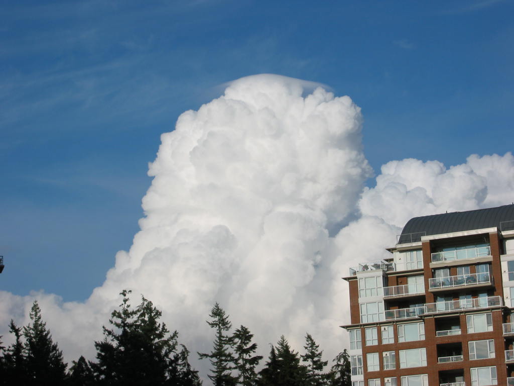 pileus 5