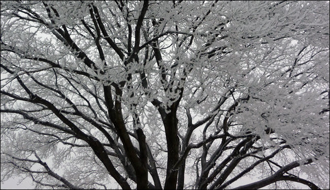 freezingfogtree