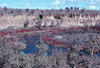 Ash flows, near Bend, OR.