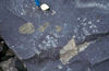 Mantle and crustal xenoliths in a young basalt flow, Summit Lake, B.C..