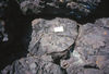 Pillow lava, WA.