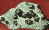 Euhedral garnets in schist.