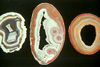 Slices of concentrically-banded agate (chalcedony).