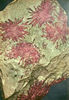 Tourmaline rosettes, Pala Mine, San Diego County, California.