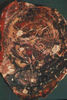 Petrified wood.