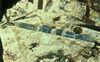 Kyanite ( blue) with minor garnet (dark, equant) and staurolite (dark, elongate) crystals in schist.