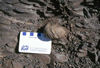 Ammonite fossil, Saltspring Island, B.C..