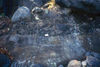 Sooke Formation conglomerate, B.C..
