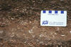 Fossils in Sooke Formation, B.C..