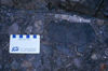Fossiliferous Sooke Formation conglomerate, B.C..