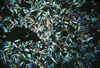 Vesicular aphanitic basalt, Chilcotin Group, B.C..