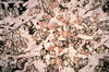 Gabbro. Note olivine, clinopyroxene, plagioclase, and innerstitial sulfides,         Labrador. 