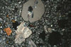 Resorbed quartz phenocryst, in XPL, Crested Butte, CO.