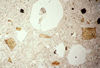 Resorbed quartz phenocryst, in PPL, Crested Butte, CO.