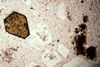 Hornblende with opacite rim. Note excellent amphibole cleavage, and on         the right, biotite, looking down the c axis at hexagonal plates, Crested Butte,         CO.