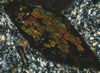 Hornblende phenocrysts with magnetite rim (crossed nicols), Crested Butte,         CO.