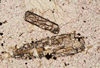 Clinopyroxenes in PPL, Crested Butte, CO.