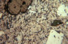 Comendite, Rainbow Range, B.C.. Note phenocrysts of fayalite (Fe-rich         olivine) with magnetite rim, zoned aegerine-augite, and sanidine in a         fine-grained matrix of sanidine, aegerine-augite, and aenigmatite.