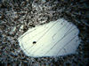 Resorbed plagioclase, Rainbow Range, B.C..