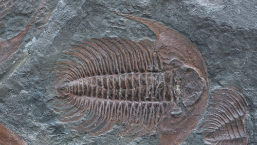 A well preserved trilobite fossil in sedimentary rock